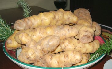 Ozette potatoes.JPG